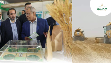 Autosuffisance en blé : les défis que doit relever l’agriculture saharienne