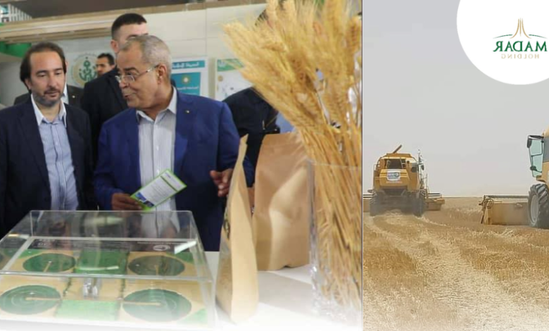 Autosuffisance en blé : les défis que doit relever l’agriculture saharienne