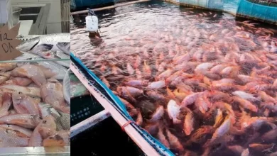 Un nouveau décret octroie une prime incitative aux producteurs de poisson Tilapia en Algérie