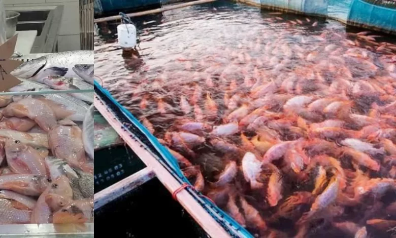 Un nouveau décret octroie une prime incitative aux producteurs de poisson Tilapia en Algérie